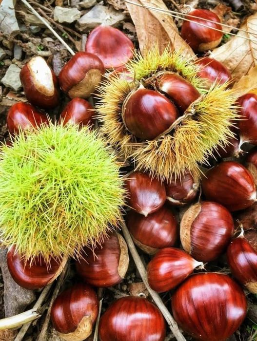 Castanhas na Guarda