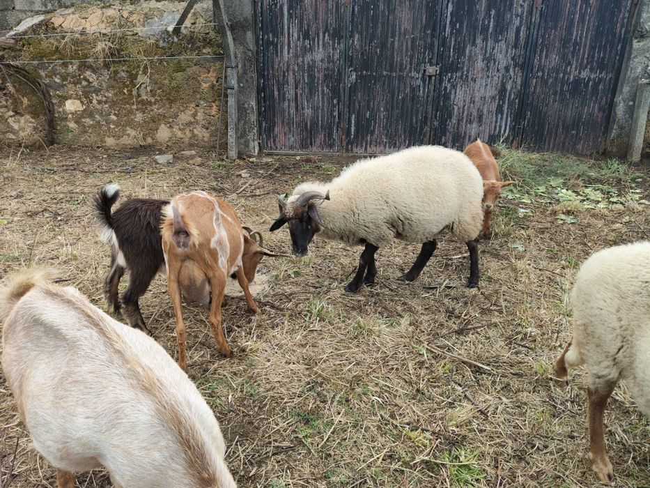 Casal de ovelhas