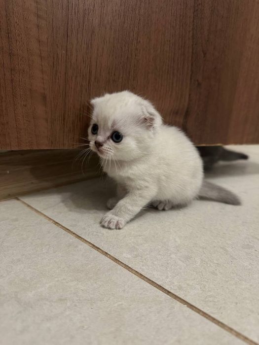 Продаю кошеняток