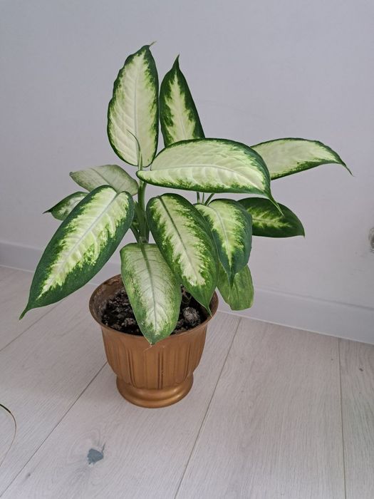 Дифінбахія Каміла