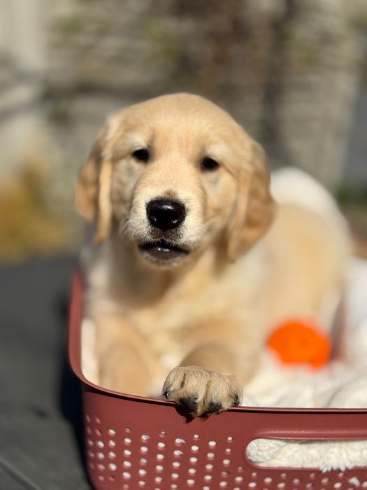 Pies o imieniu DAX Golden Retriever