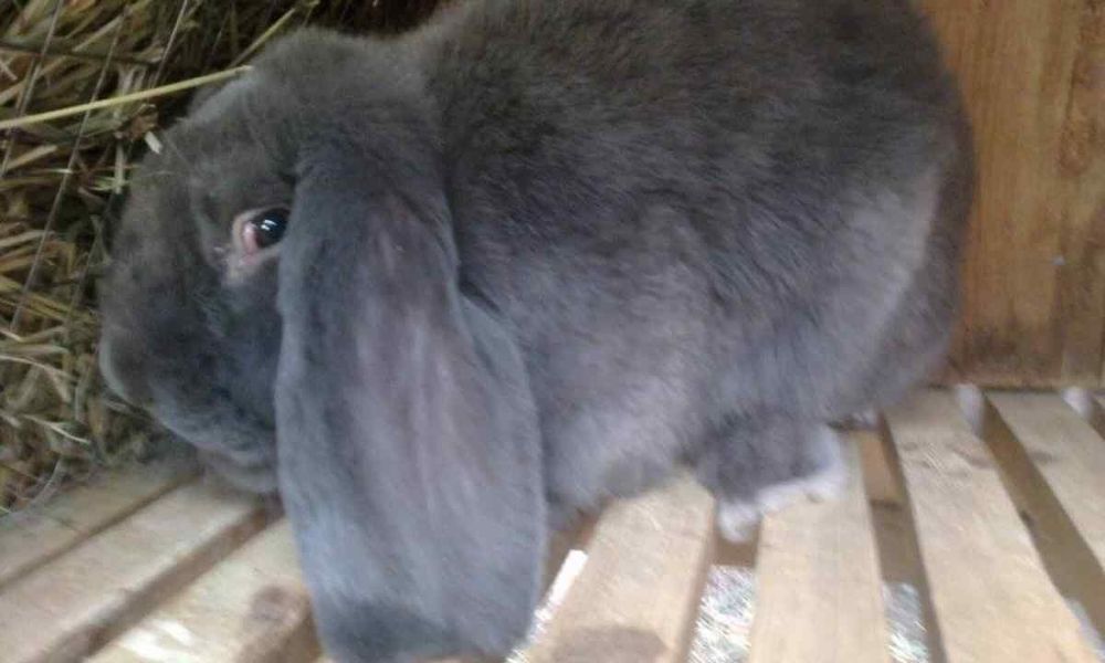 Французький баран самка