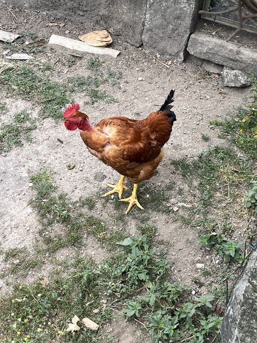 Vendo frangos do campo