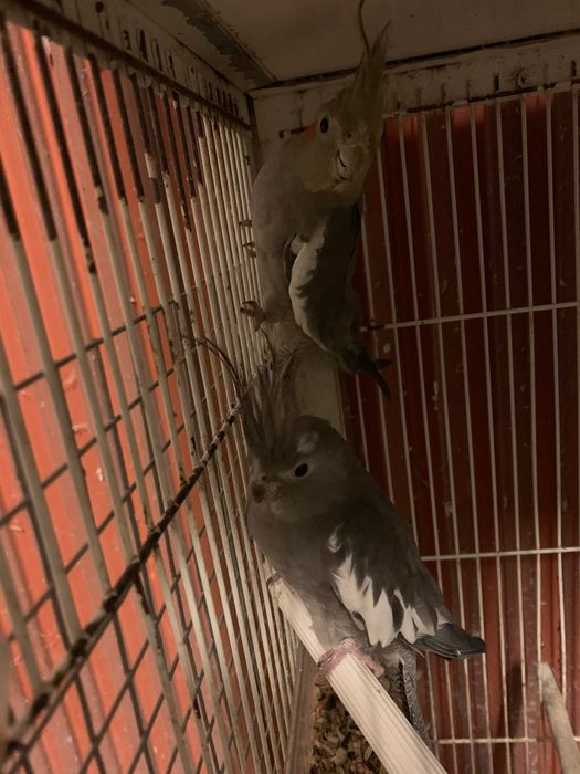 caturras adultas