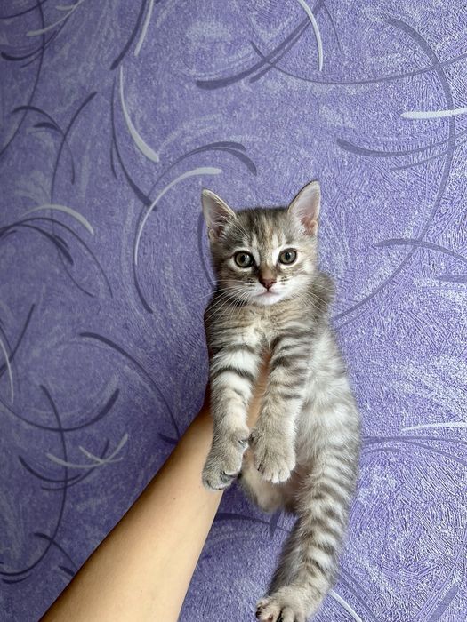Кошеня у добрі руки, котик