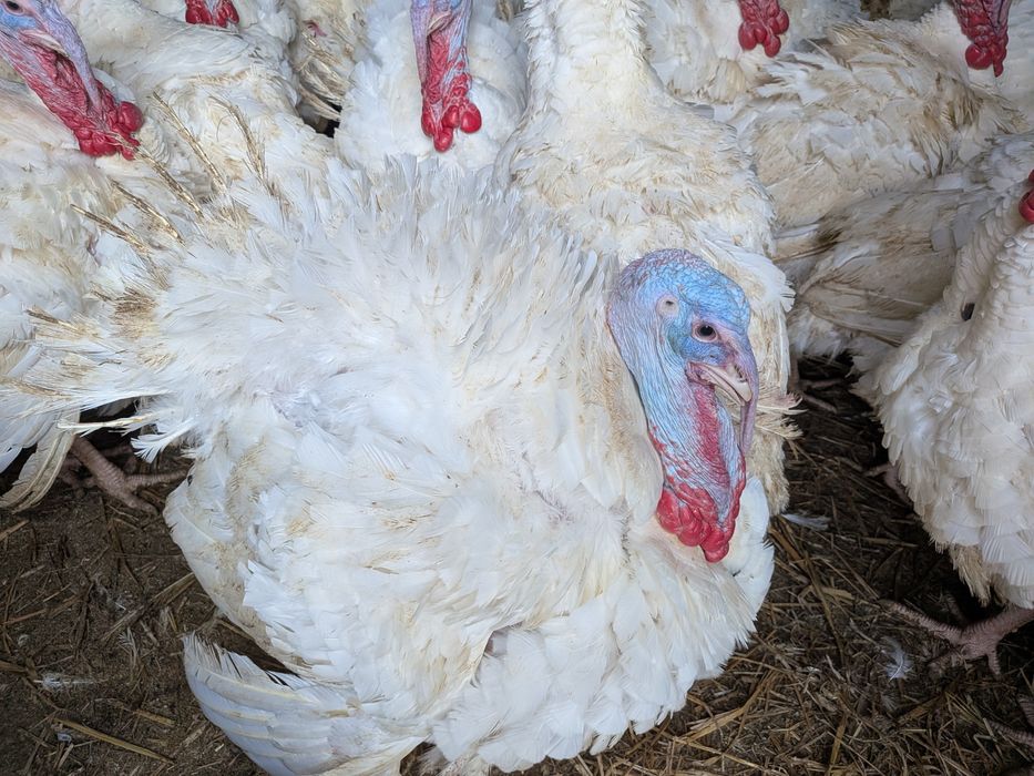 Sprzedam indyka 12zł/kg