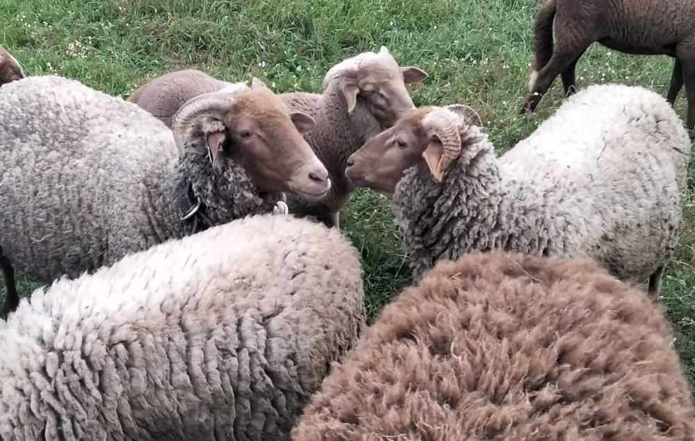 Ovelhas de raça saloia