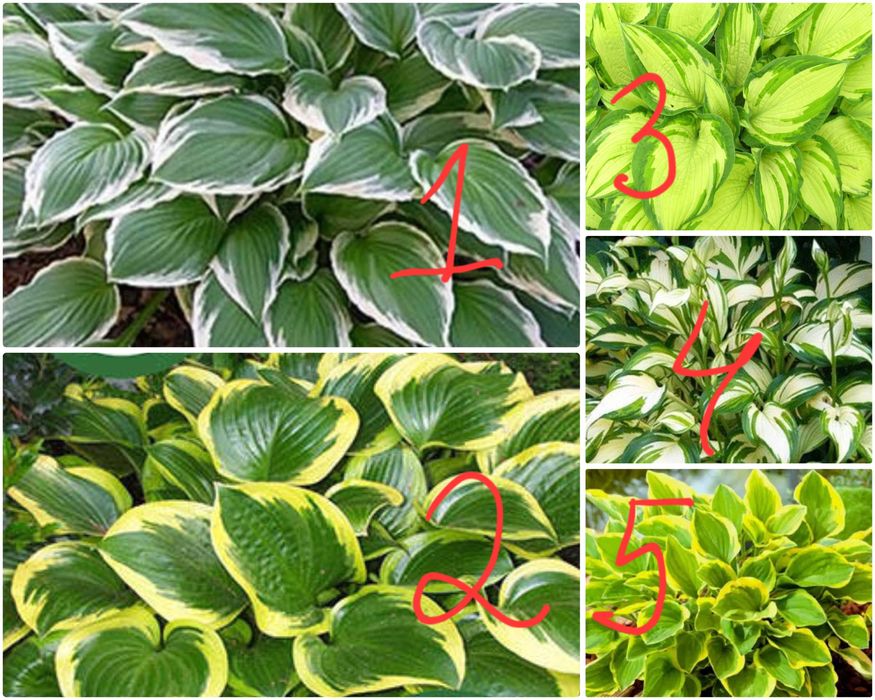 Хости варієгантна  хоста багаторічники