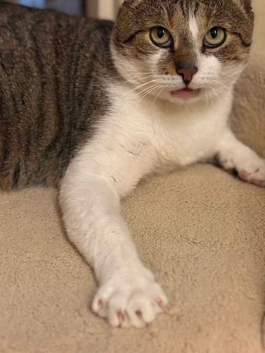 Kaprys - trochę humoru, trochę kota szuka domu