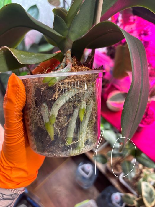 санса/ філодендрон біркін/ орхідея