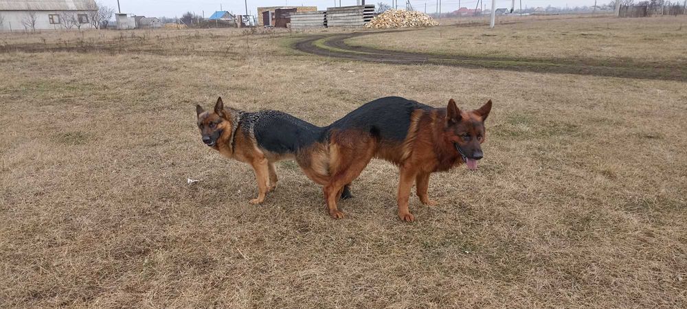 Кобель чистокровной немецкой овчарки на вязку.