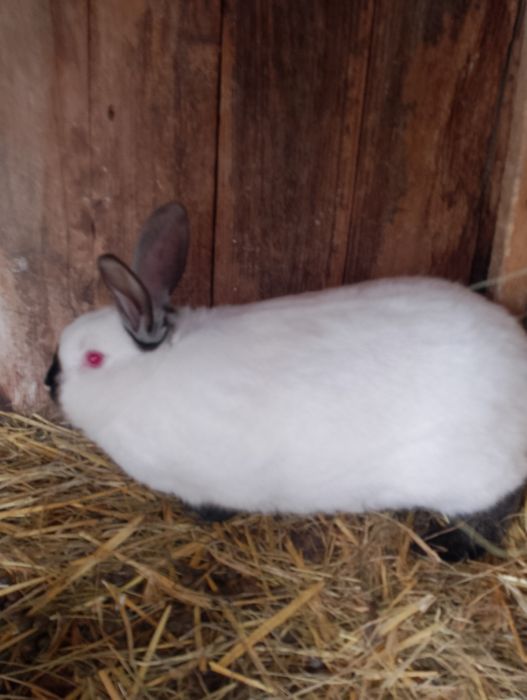 Sprzedam królika samca kc