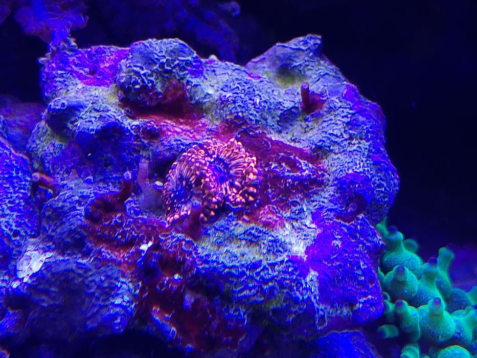 Zoanthus  premium fluo pomarańczowe