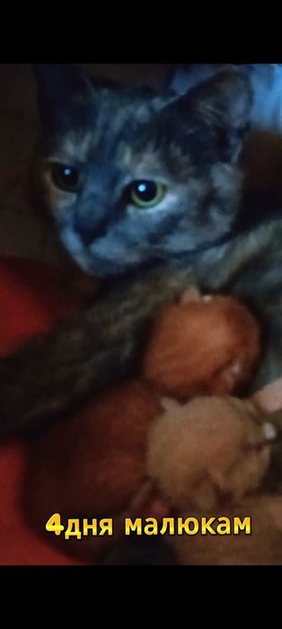 Вислоухе риже кошеня