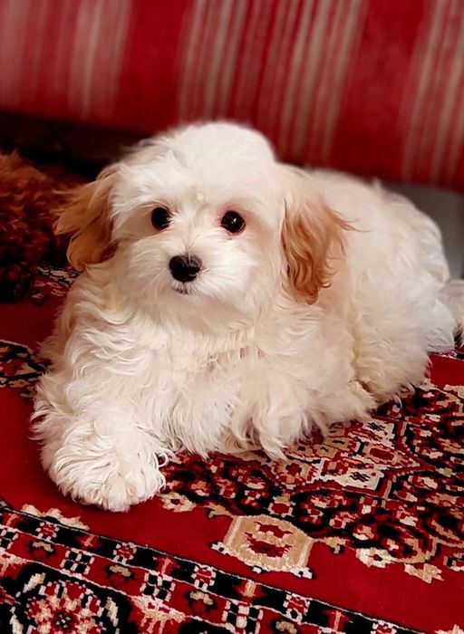 Мальтіпу F1 дівчинка