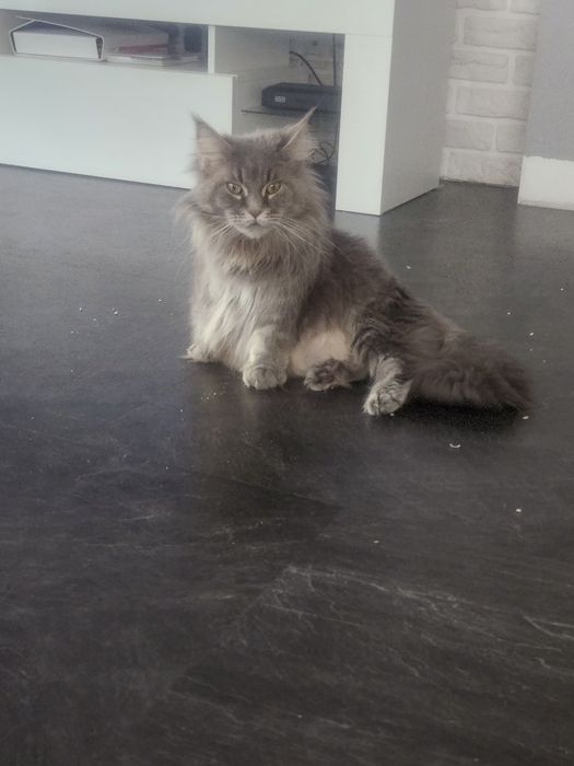 Maine Coon kremowy kocur