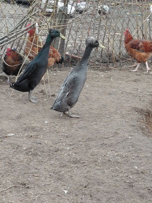 Sprzedam biegusy czubate i zwykłe