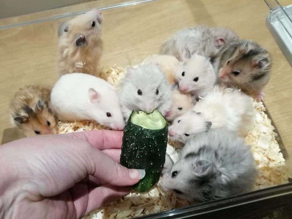 Chomik syryjski długowłosy i krótkowłosy