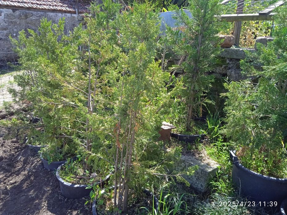 Sycas  para desocupar