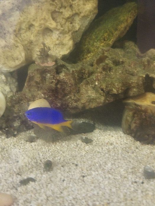 Peixe donzela sa