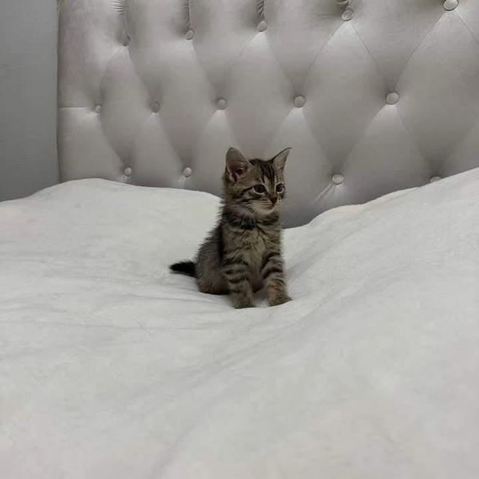 Тигровый котенок бесплатно
