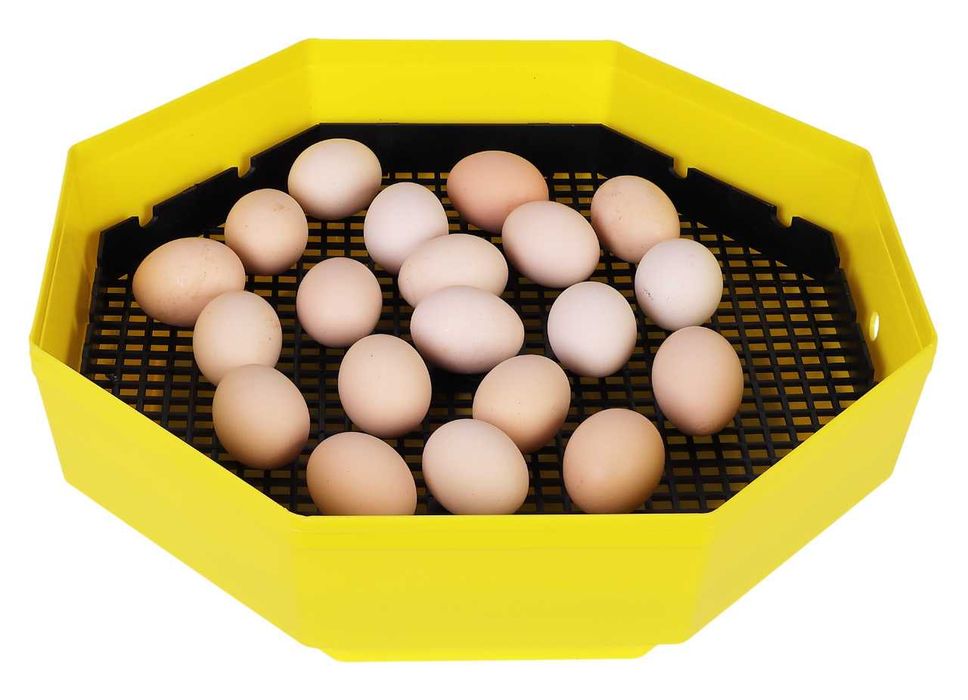 Nowy Inkubator CLEO 5 60 Jaj Wylęgarka Klujnik  GWARANCJA