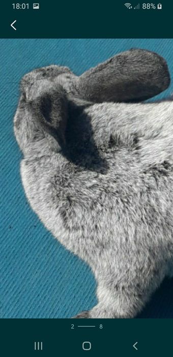 Серебро термон белый