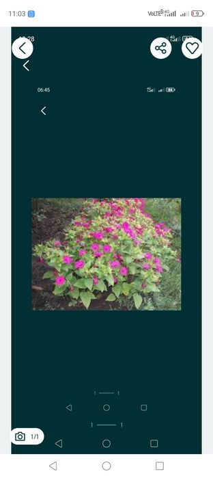 Насіння квітів Нічна красуня ( мірабіліс)