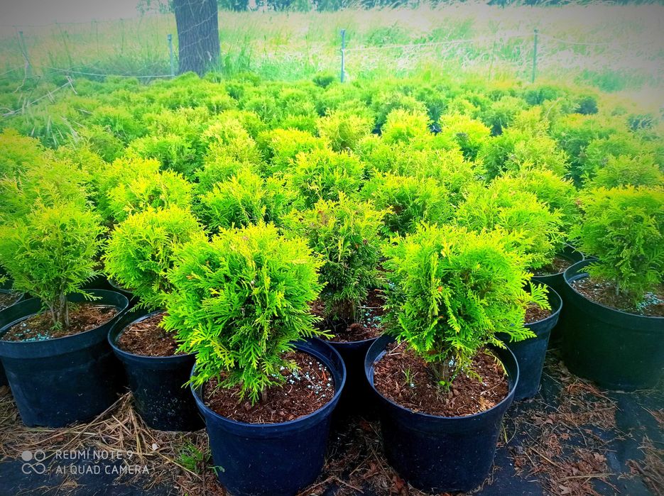 Tuja, tuje szmaragd 120-140 cm