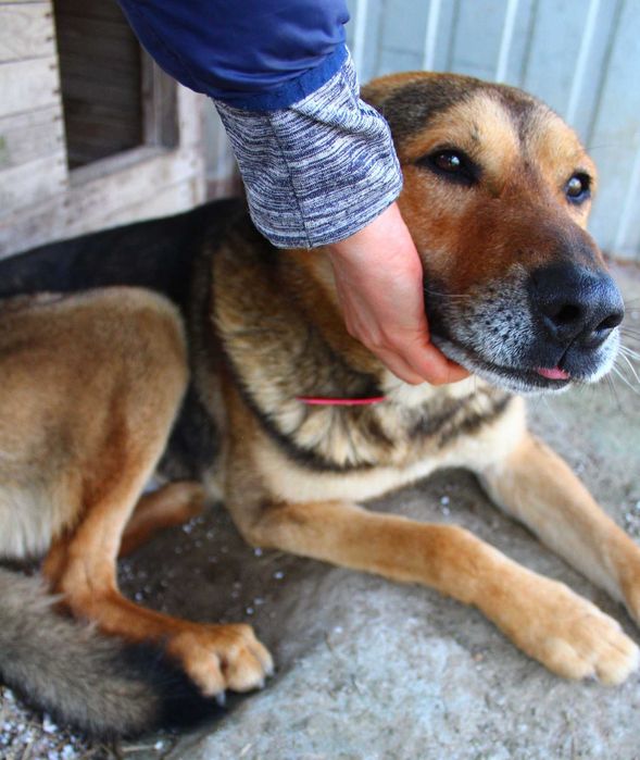 Sergiusz - w typie Owczarek niemiecki; inteligentny i przytulaśny