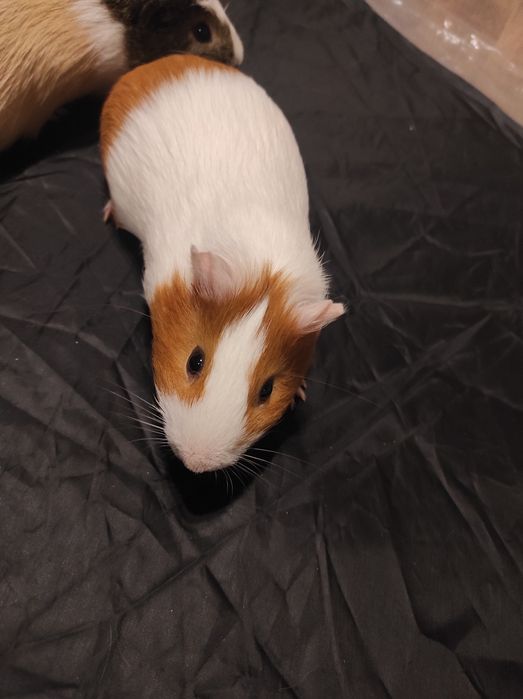 Świnki morskie dwa samce plus klatka i akcesoria