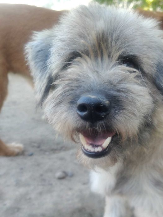 DREDZIK czeka na swój domek