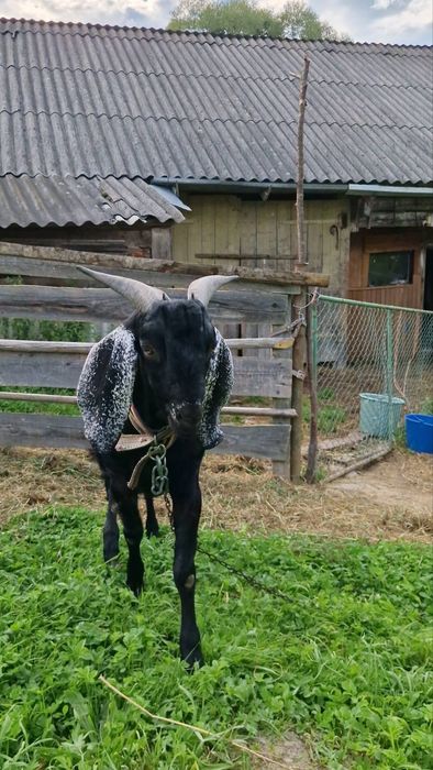 Продам або бміняю цапок 62.5 Ан 37.7Каморі, вік 14 місяці.