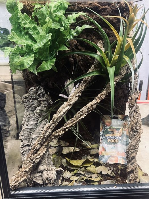 Nowe terrarium dla gekona orzęsionego gargulcowego felsumy