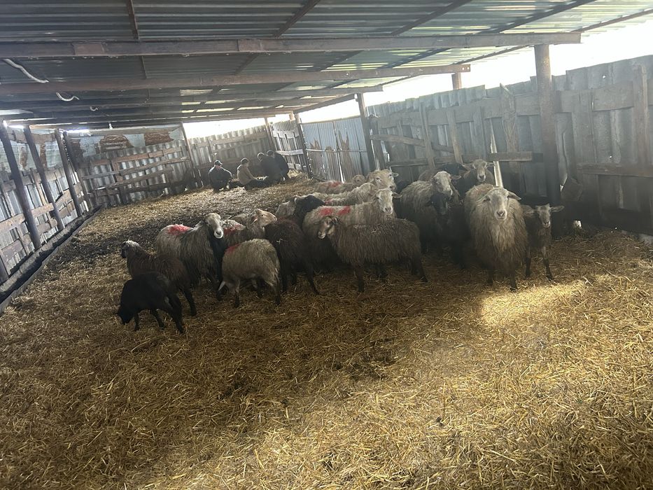 Продам   баранів