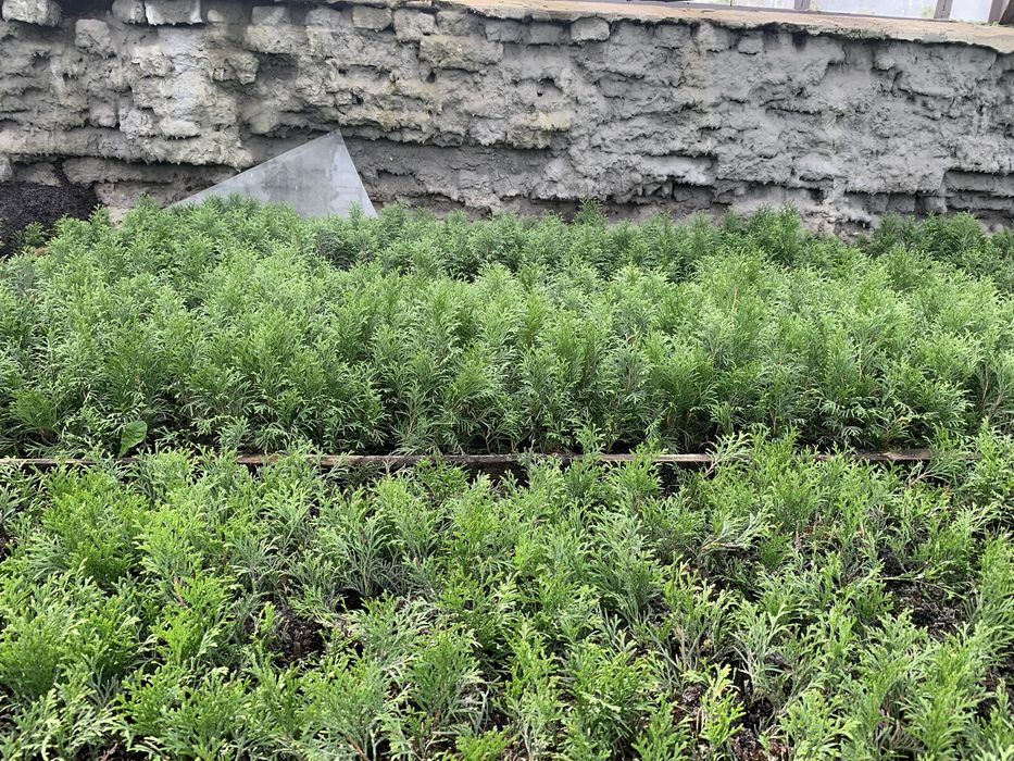 Вкорінені черінки туї,ялівця,самшиту