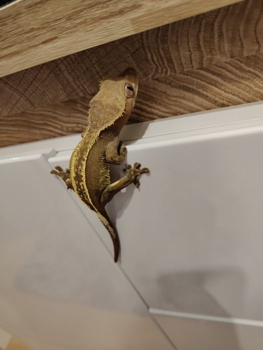 Gekon orzęsiony samica dorosła