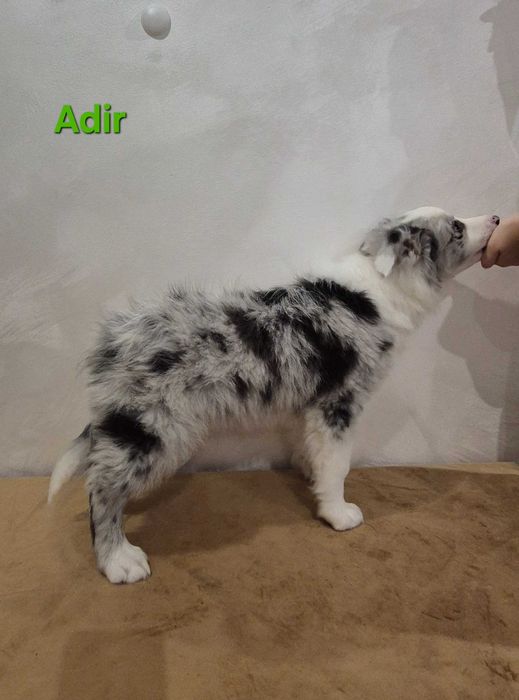 Piesek Border Collie Blue Merle