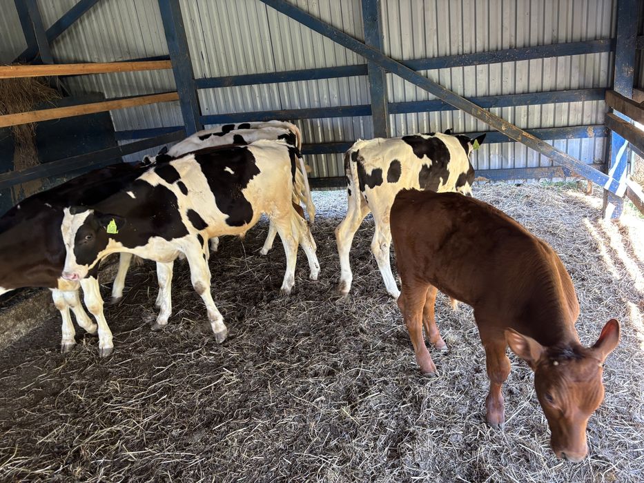 Sprzedam byki samodzielne