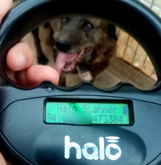 List do Św. Mikołaja – bezdomny pies CEZAR / Olsztyn