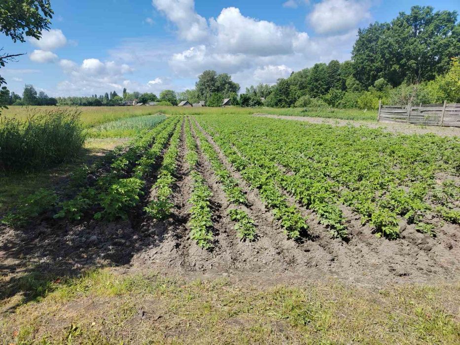 Продам будинок. 80 км від Києва. Село Термахівка