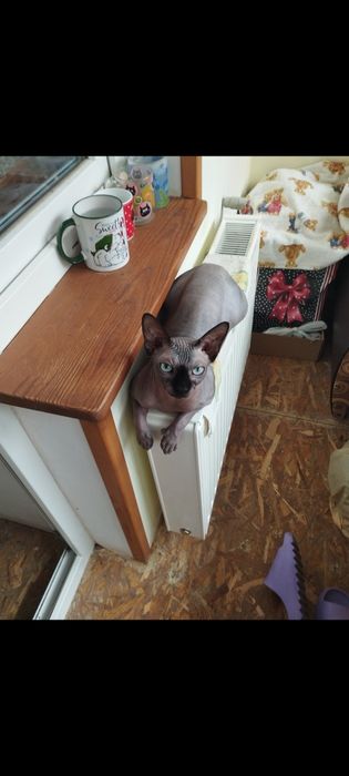 Продам котика сфінкса