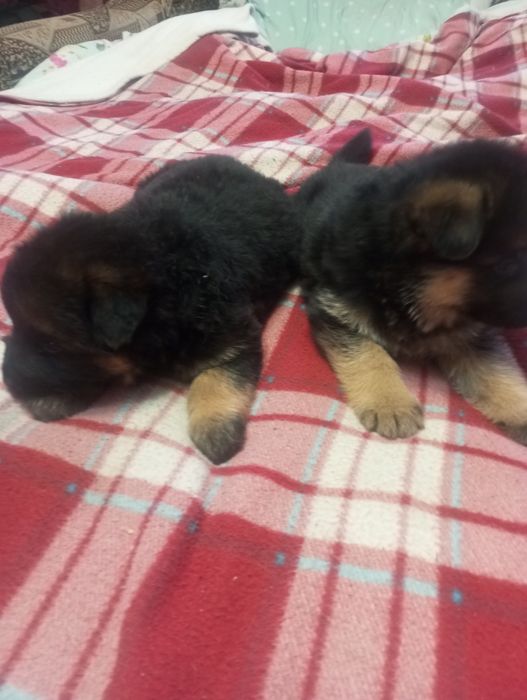 Німецька вівчарка