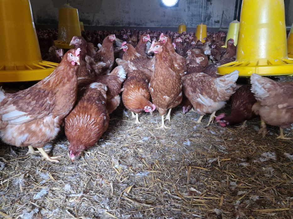 Kurki nioski młode Tetra brązowa  dowóz Gratis