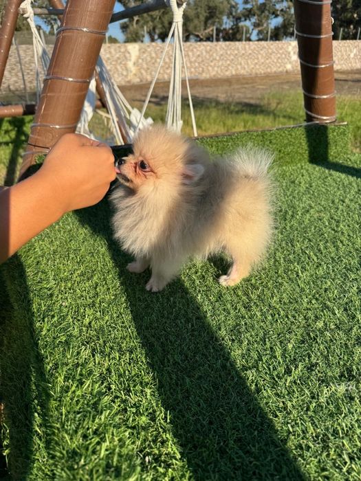 Spitz Alemão Anão MINI com LOP
