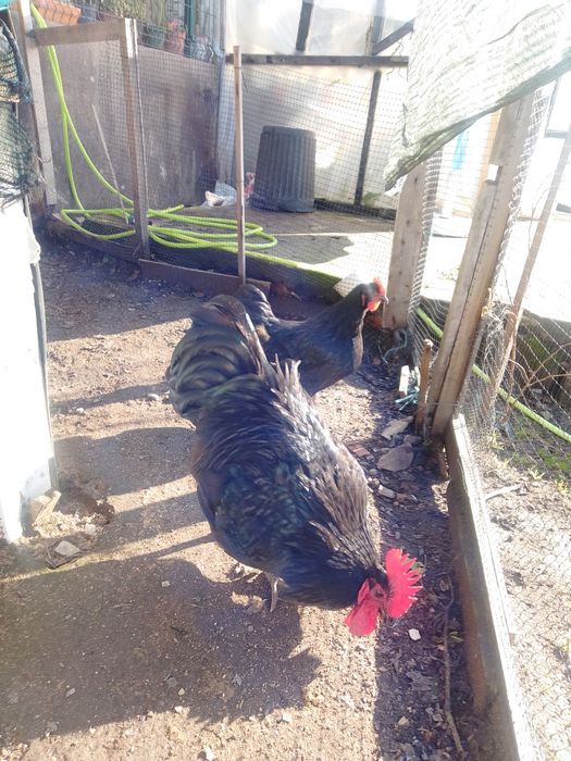 Ovos disponível brahmas light,dark e buff . Jersey gigante negro e azu