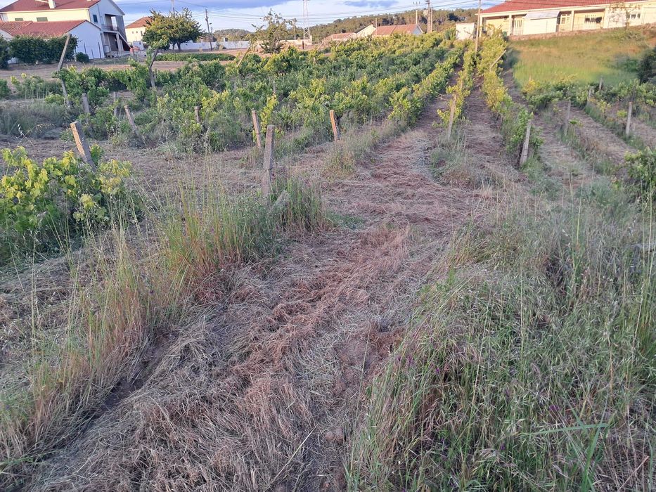 Terreno Rústico com Viabilidade de Construção 5.000 m² - Vale de Nogueiras, Vila Real