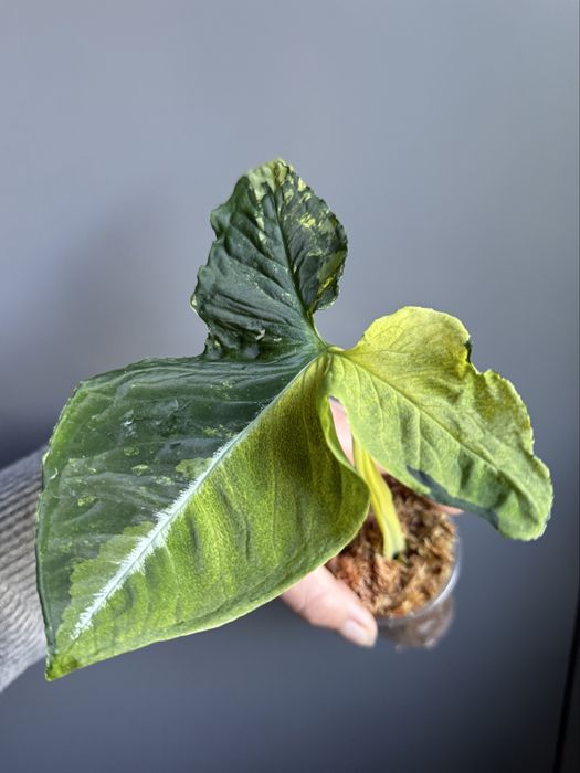 Syngonium Scrambled Eggs - pędówka