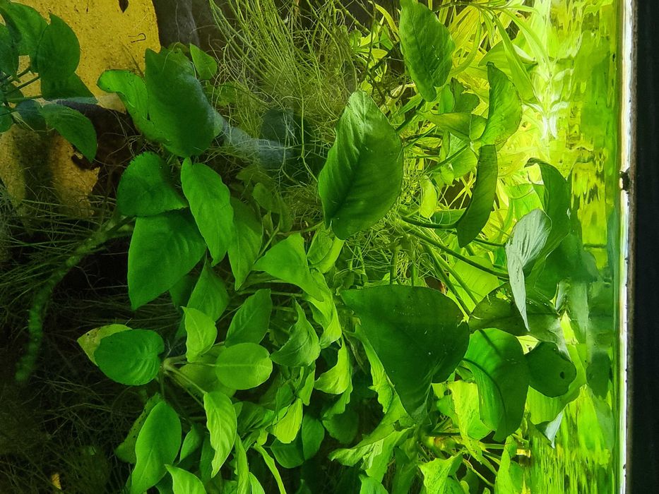 Anubias roślina akwariowa z własnej hodowli