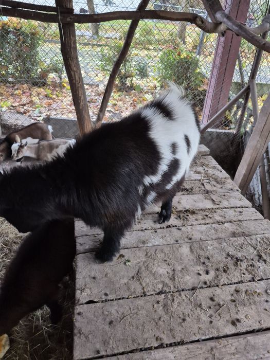 Sprzedam kózki miniaturki  do zabawy ,  ogrodów  ,  skubania trawy.